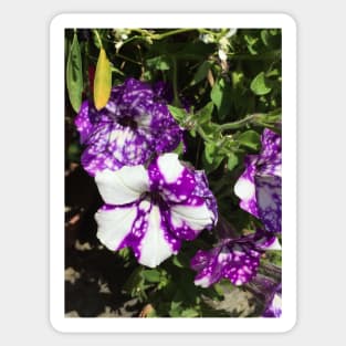 Purple And White Nasturtiums Sticker